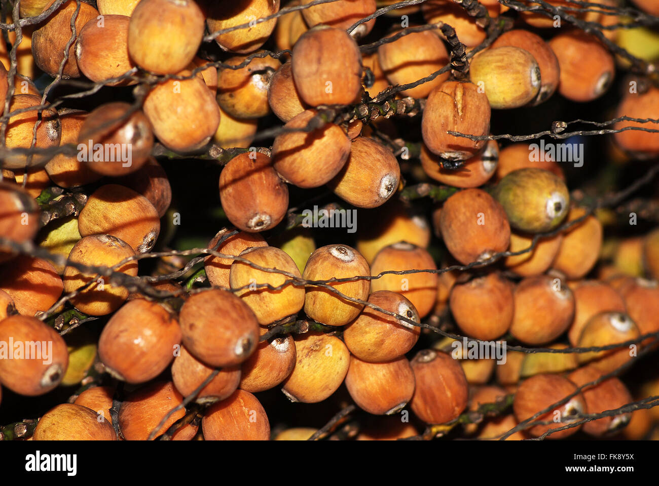 Fruits of the palm Jeriva - romanzoffiana Syagrus - palm native of Atlantic Forest Stock Photo