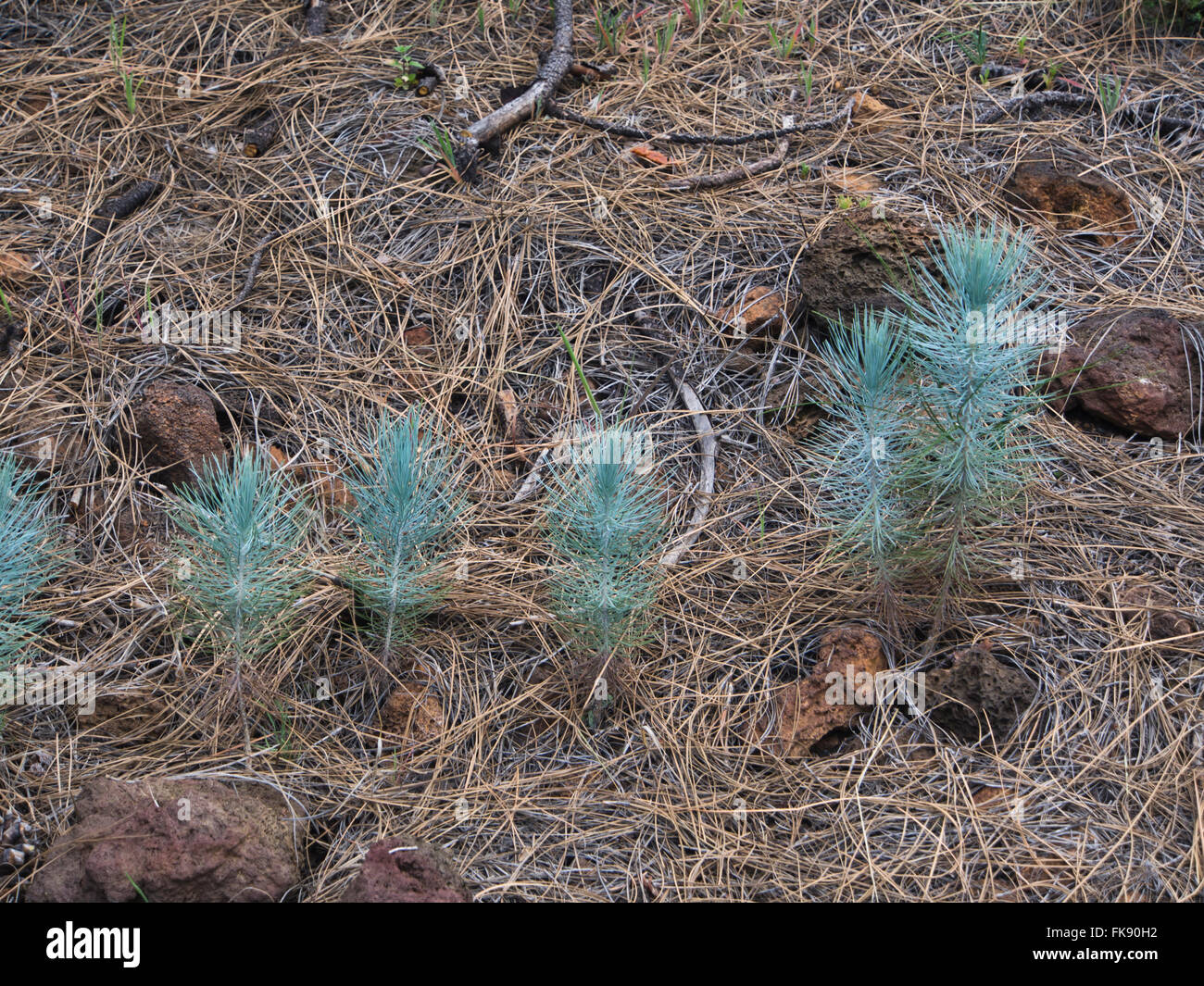 the Canary Island pine, Pinus canariensis, young saplings by a footpath in Tenerife, Spain characteristic glaucous in colour Stock Photo