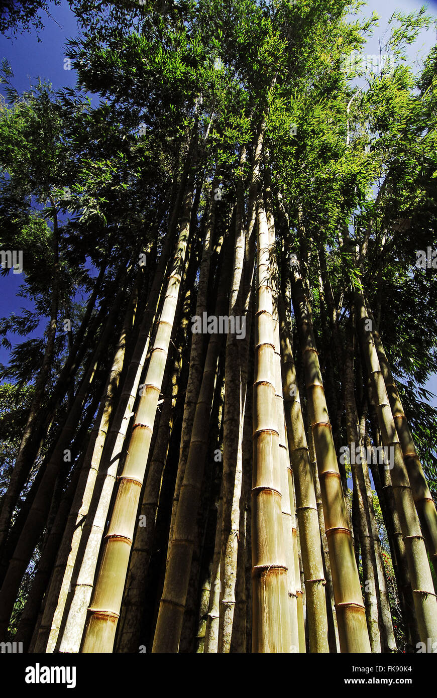 Giant bamboo - Dendrocalamus giganteus Stock Photo