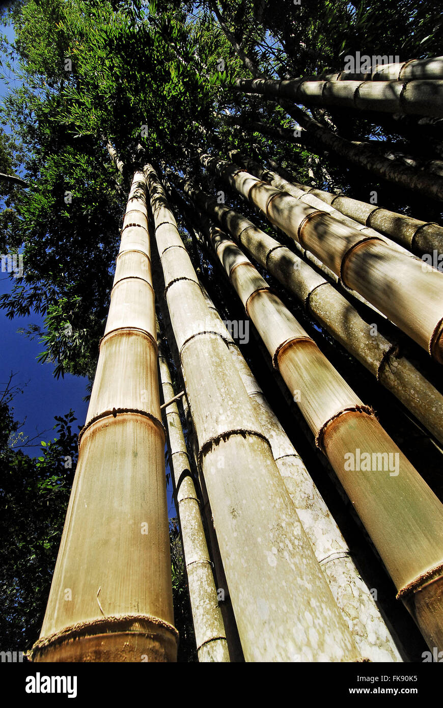 Giant bamboo - Dendrocalamus giganteus Stock Photo