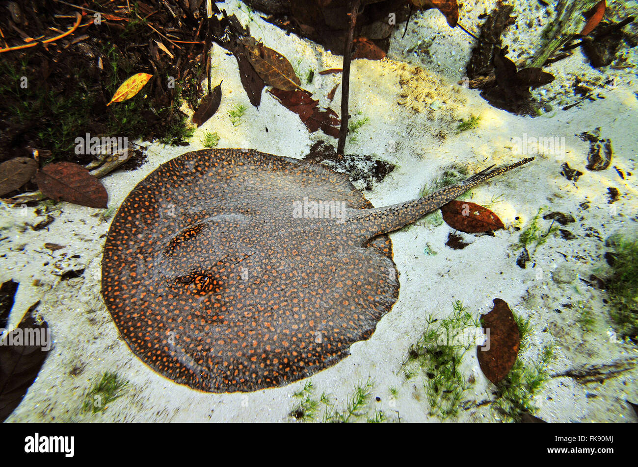 Freshwater Stingray - Potamotrygon motoro Stock Photo