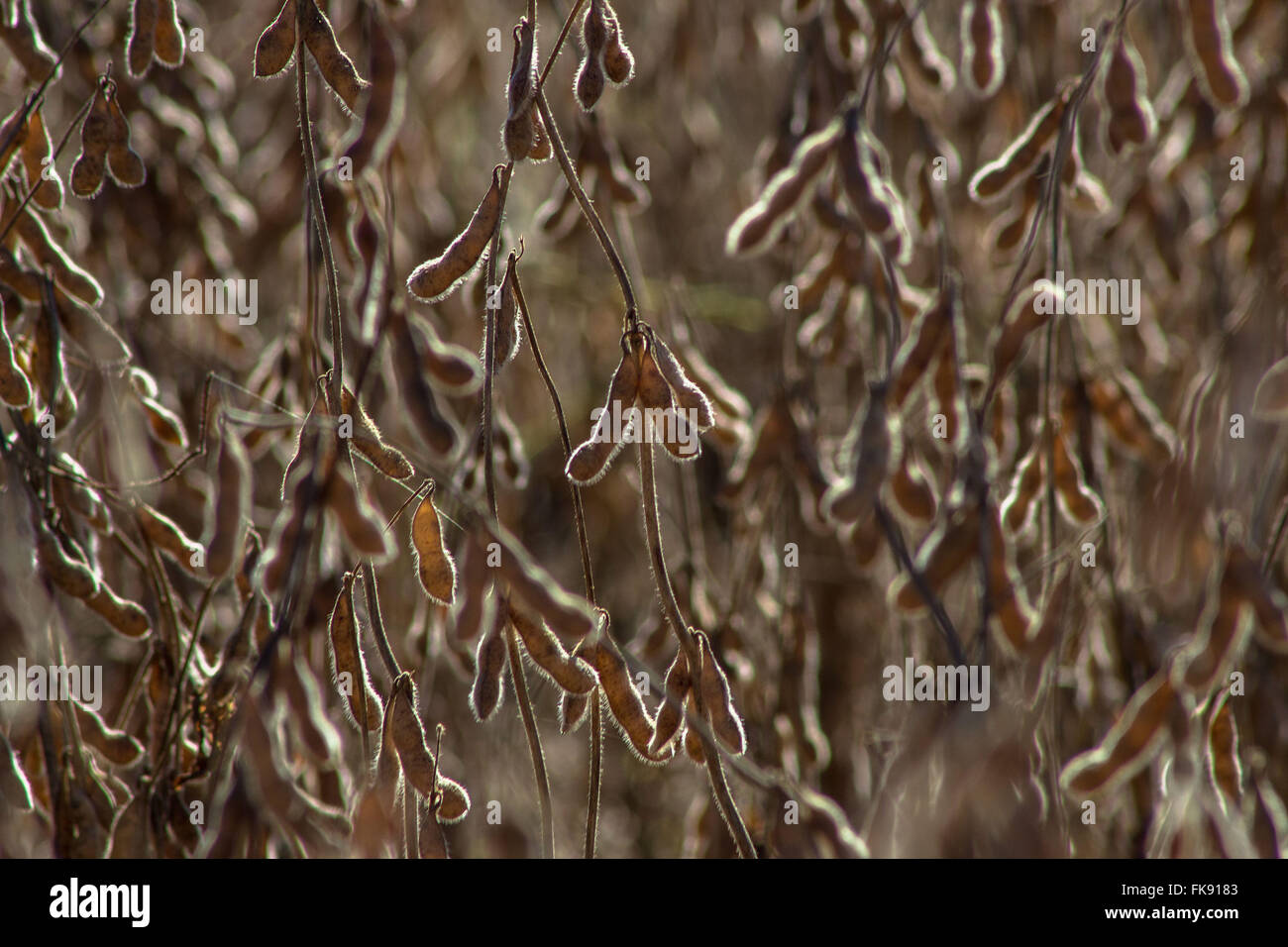 Detail of planting soybeans ready for harvest Stock Photo