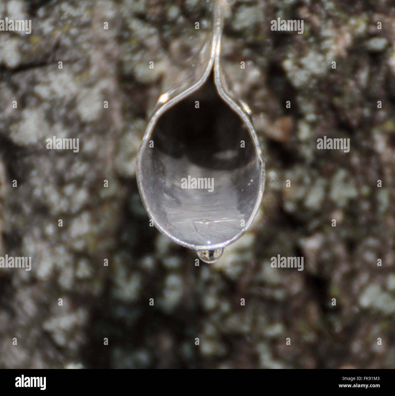 Tapping maple tree hires stock photography and images Alamy