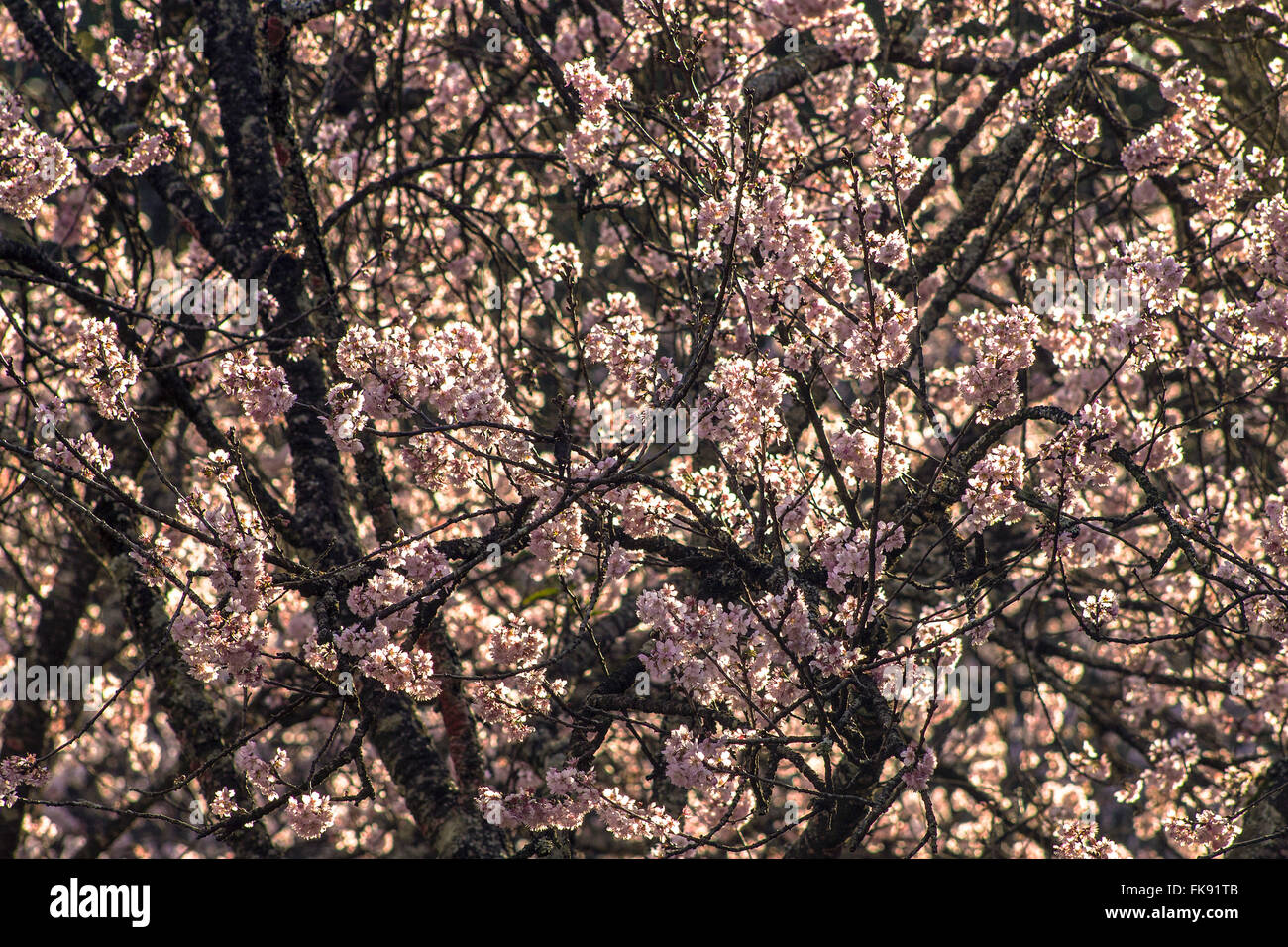 Flowering cherry trees in the Cherry Grove - Cherry Blossom Festival of the Carmo Park Stock Photo