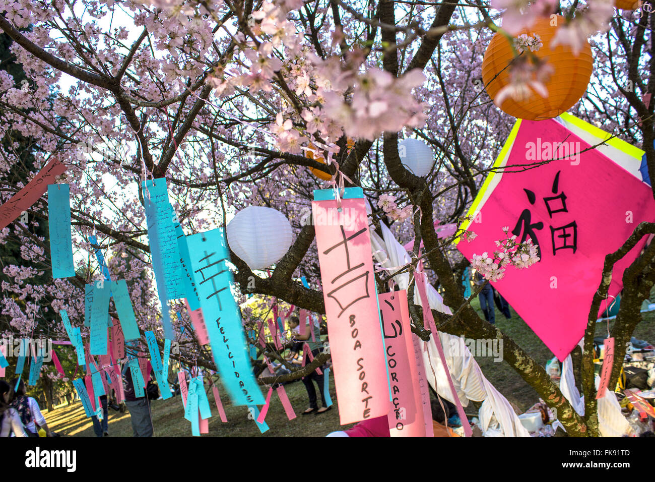 Oriental decoration in flowering cherry trees in the Cherry Grove - Festival of Cherry Blossoms Stock Photo