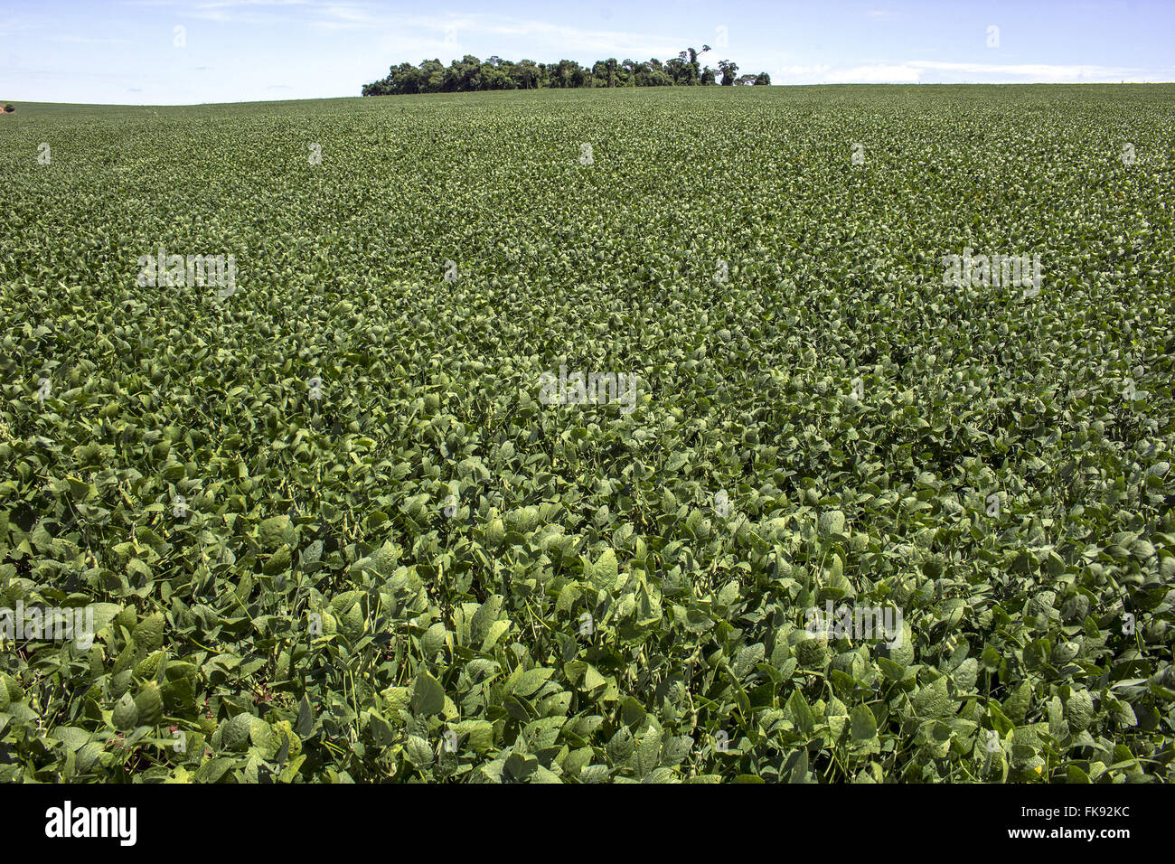 Soy plantation in brazil hi-res stock photography and images - Alamy