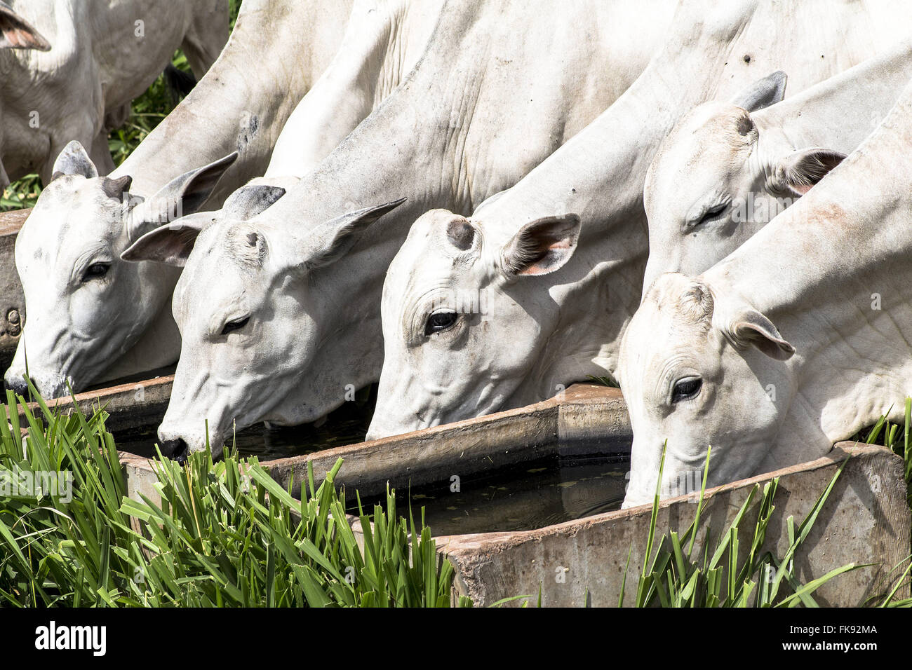 Nelore cattle drinking water in pasture Stock Photo Alamy