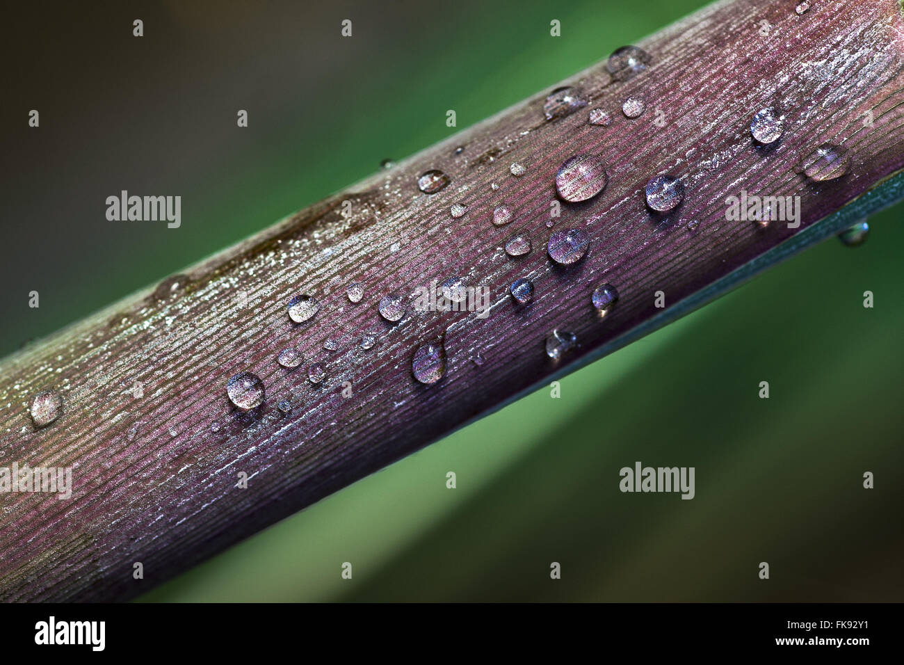 Detail of water droplets in thatched cane sugar Stock Photo