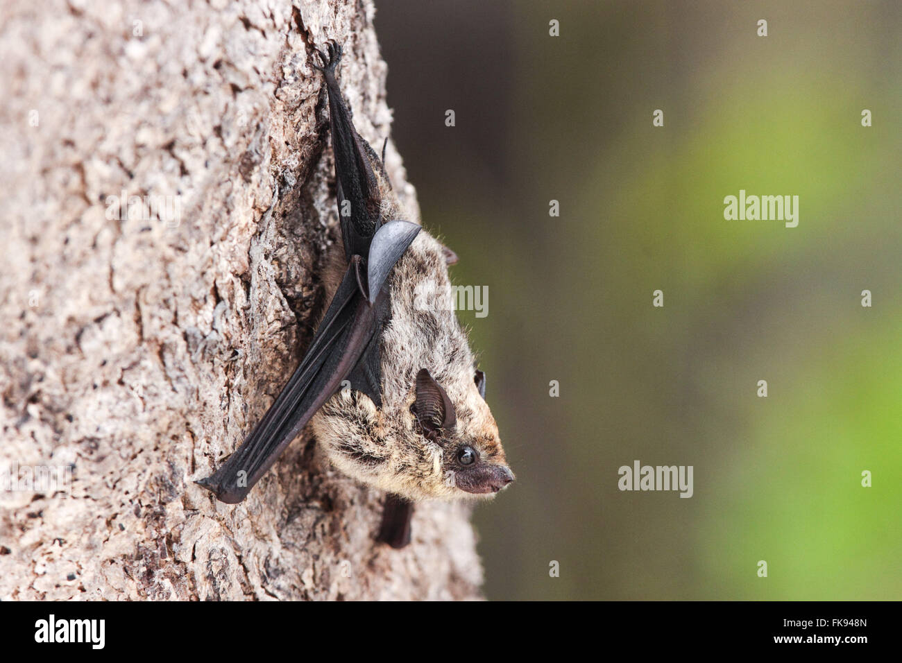 Bat tree hi-res stock photography and images - Alamy
