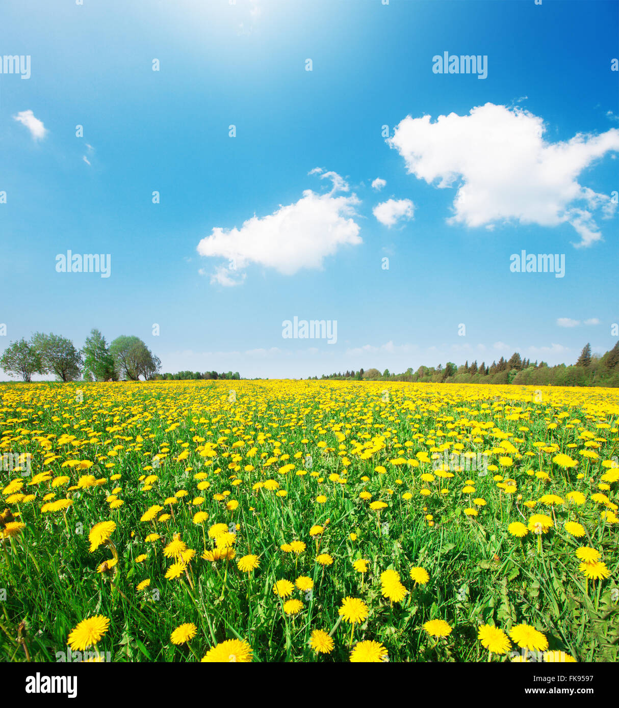 Green field with flowers under blue cloudy sky Stock Photo - Alamy