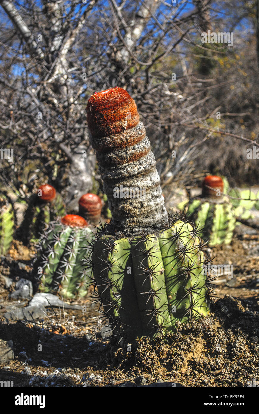 Cacti crown-of basking in the State Park Dry Forest Stock Photo
