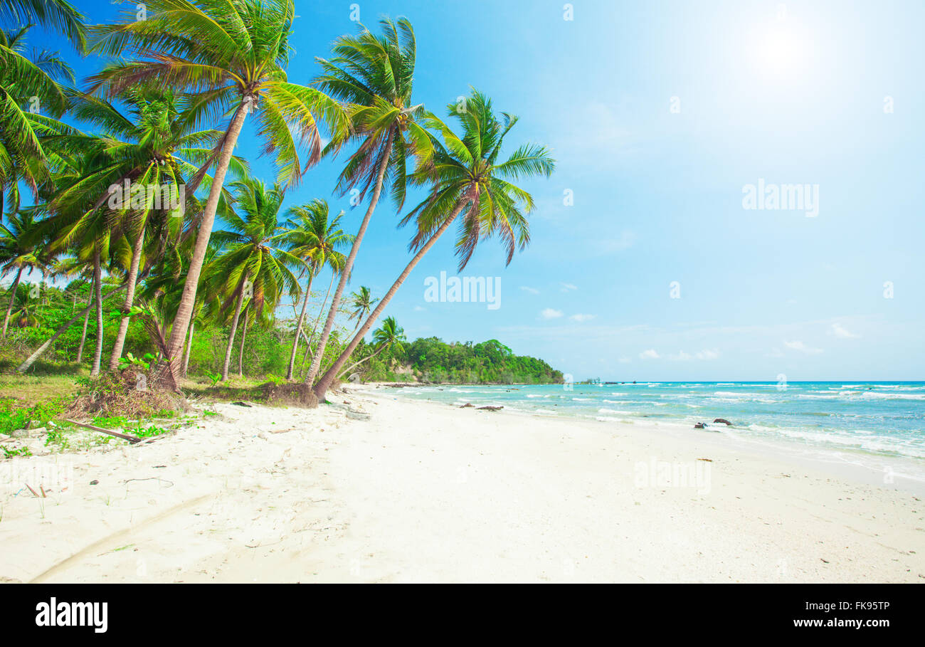 Palm and tropical beach Stock Photo - Alamy