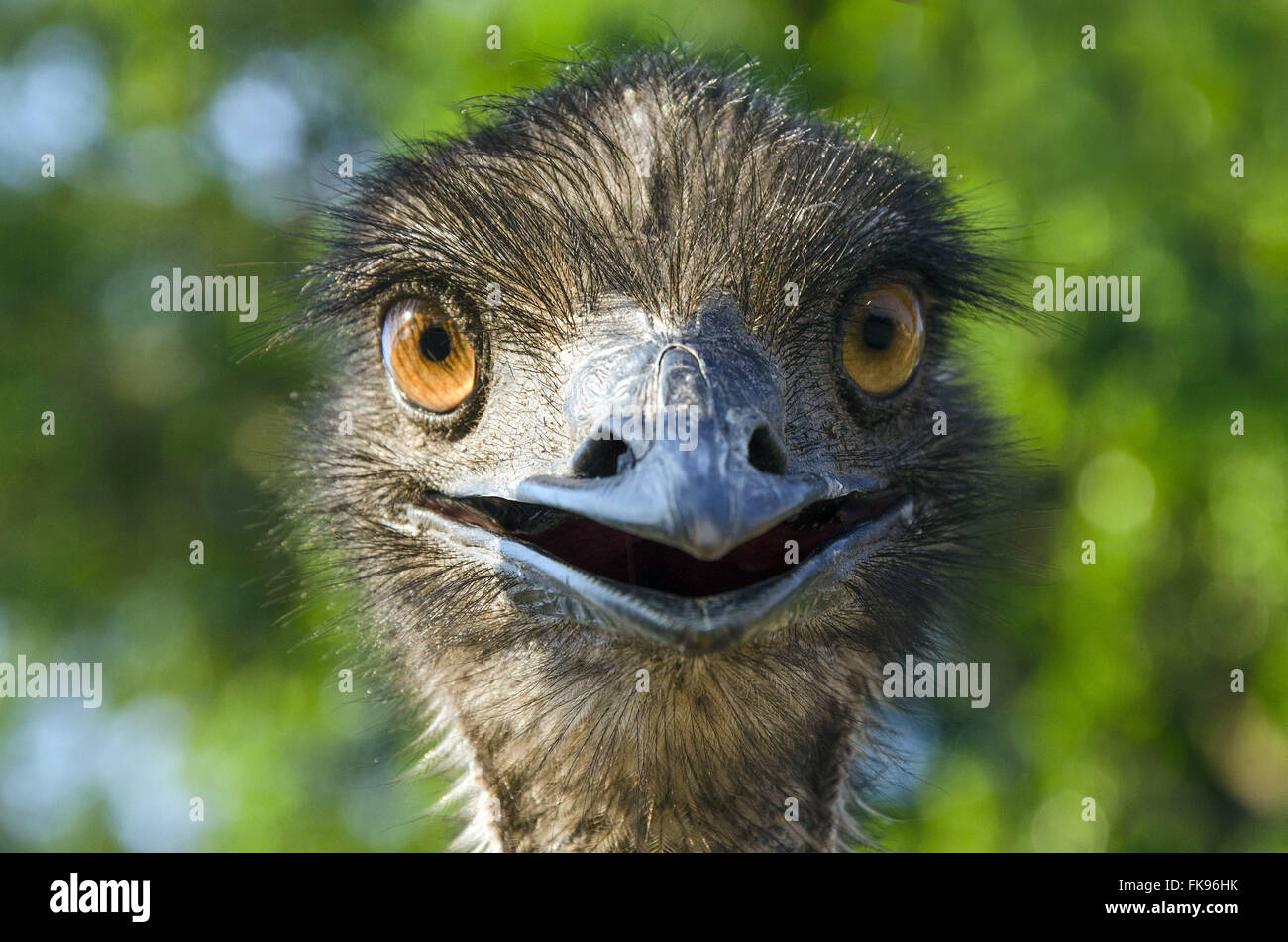 Detail of emu Stock Photo