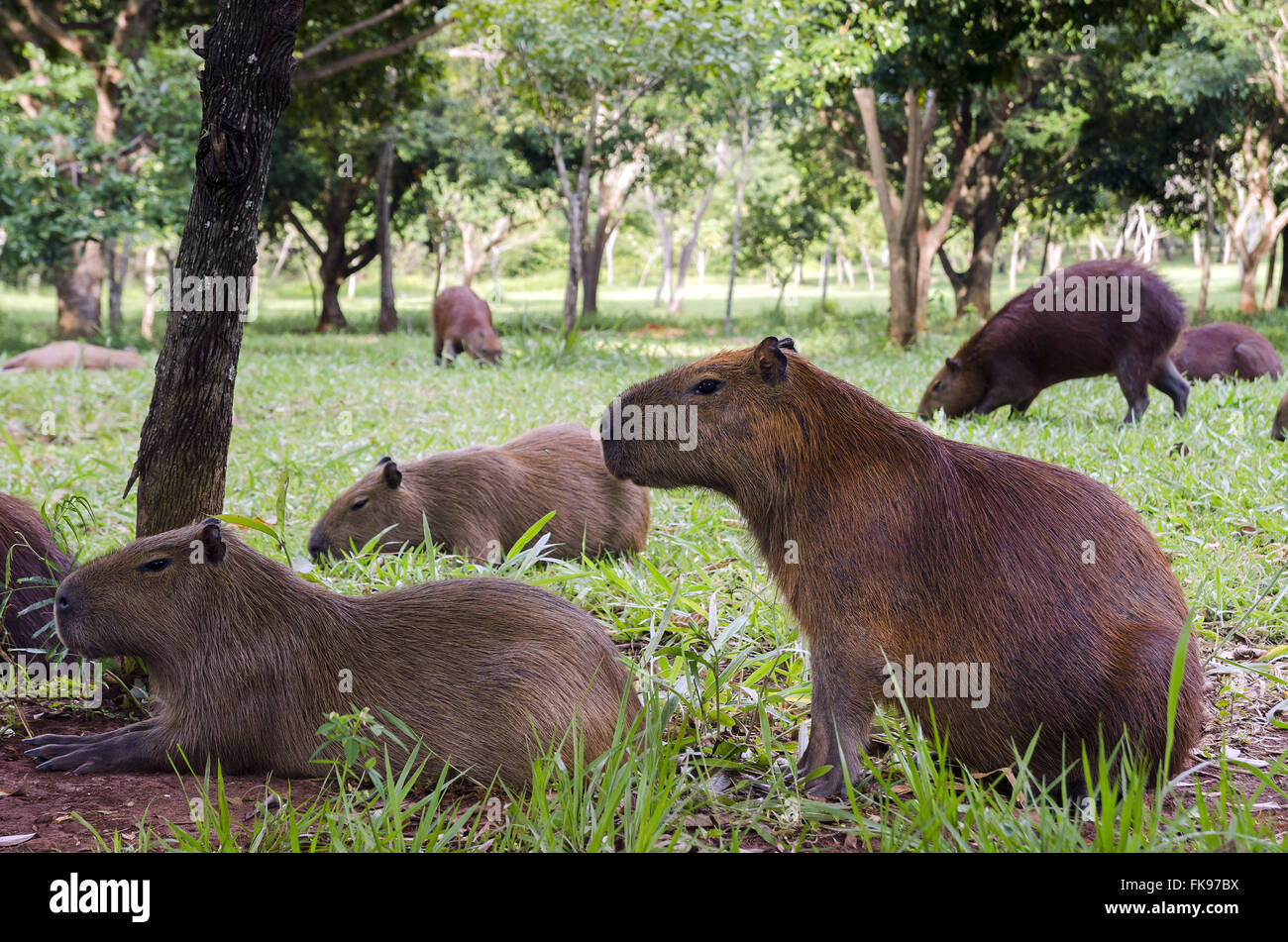 Capybaras in the Indigenous Nations Park Stock Photo