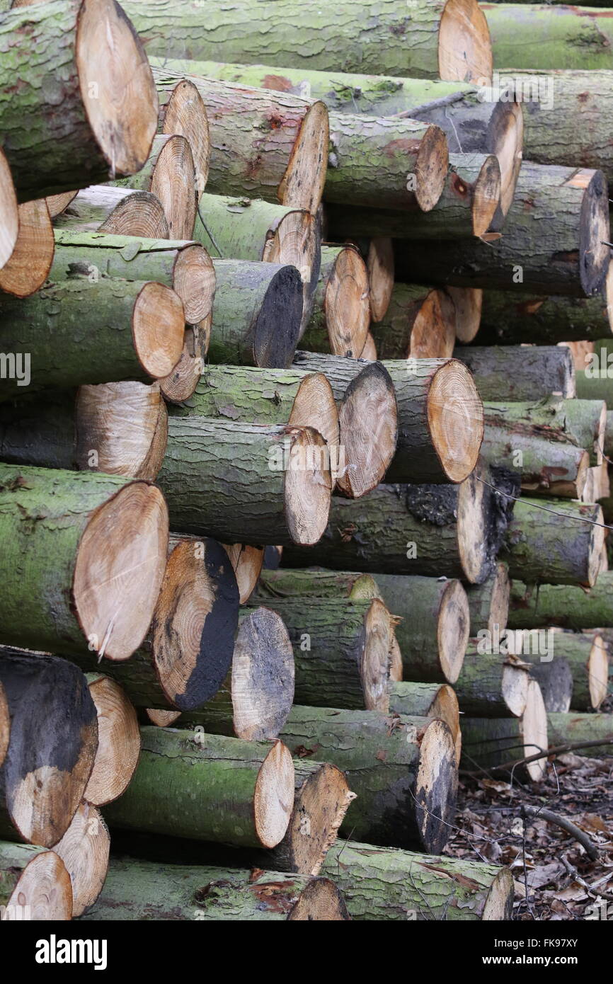 Stack of log Stock Photo