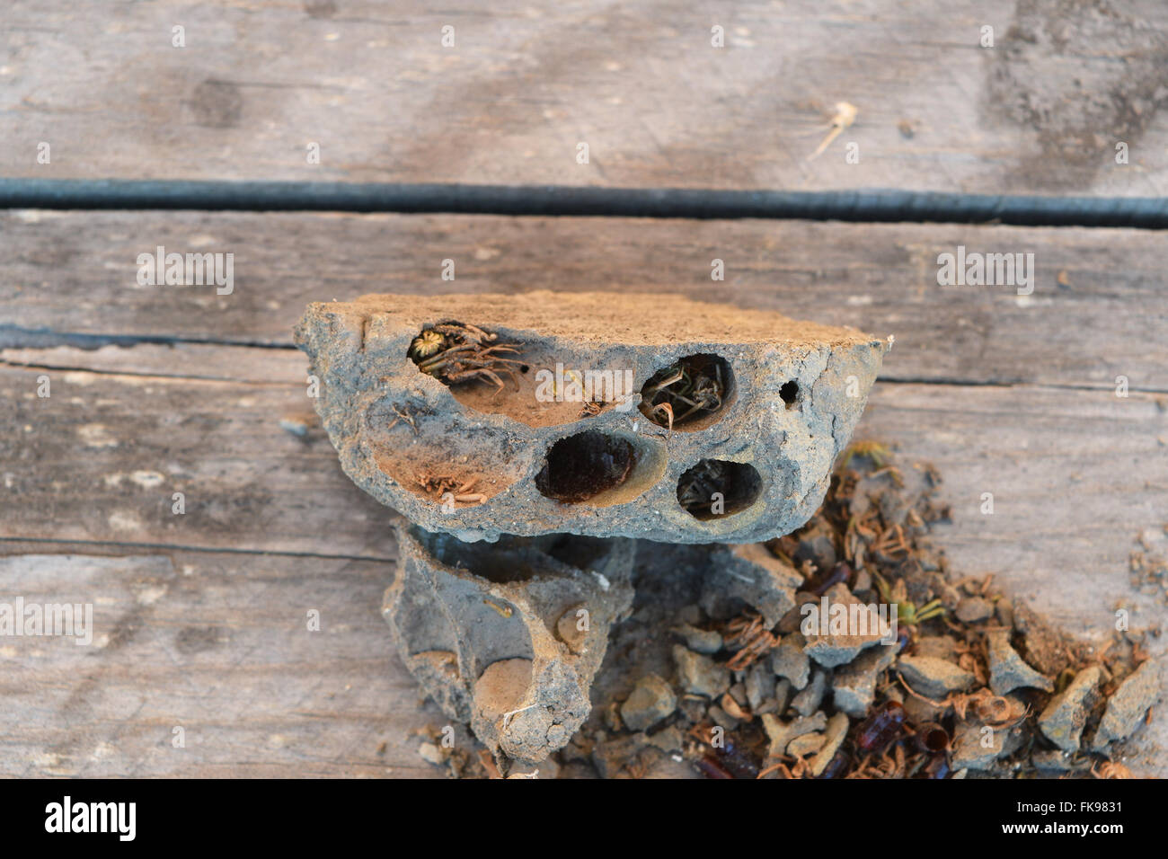 Sand hornets hi-res stock photography and images - Alamy