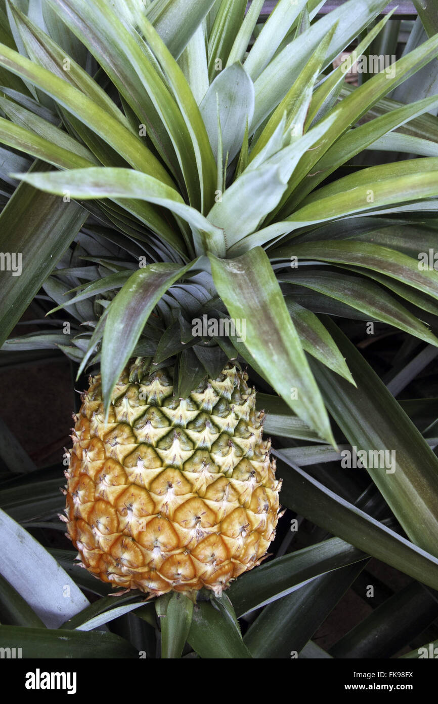 Plantation pineapple - Ananas comosus Stock Photo