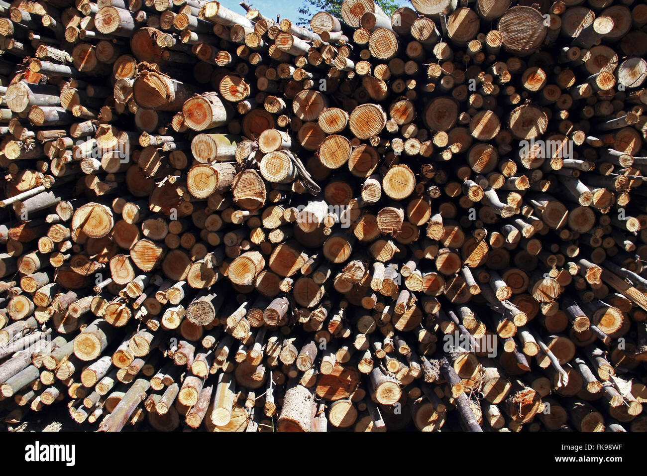 Eucalyptus stacked for use as firewood Eucalyptus Stock Photo Alamy