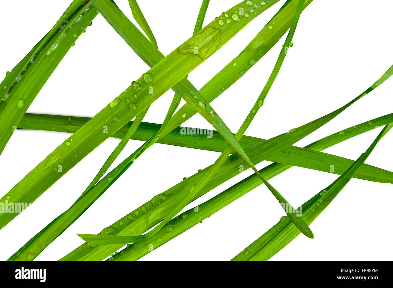 Blades Of Wet Summer Grass Against A White Background Stock Photo
