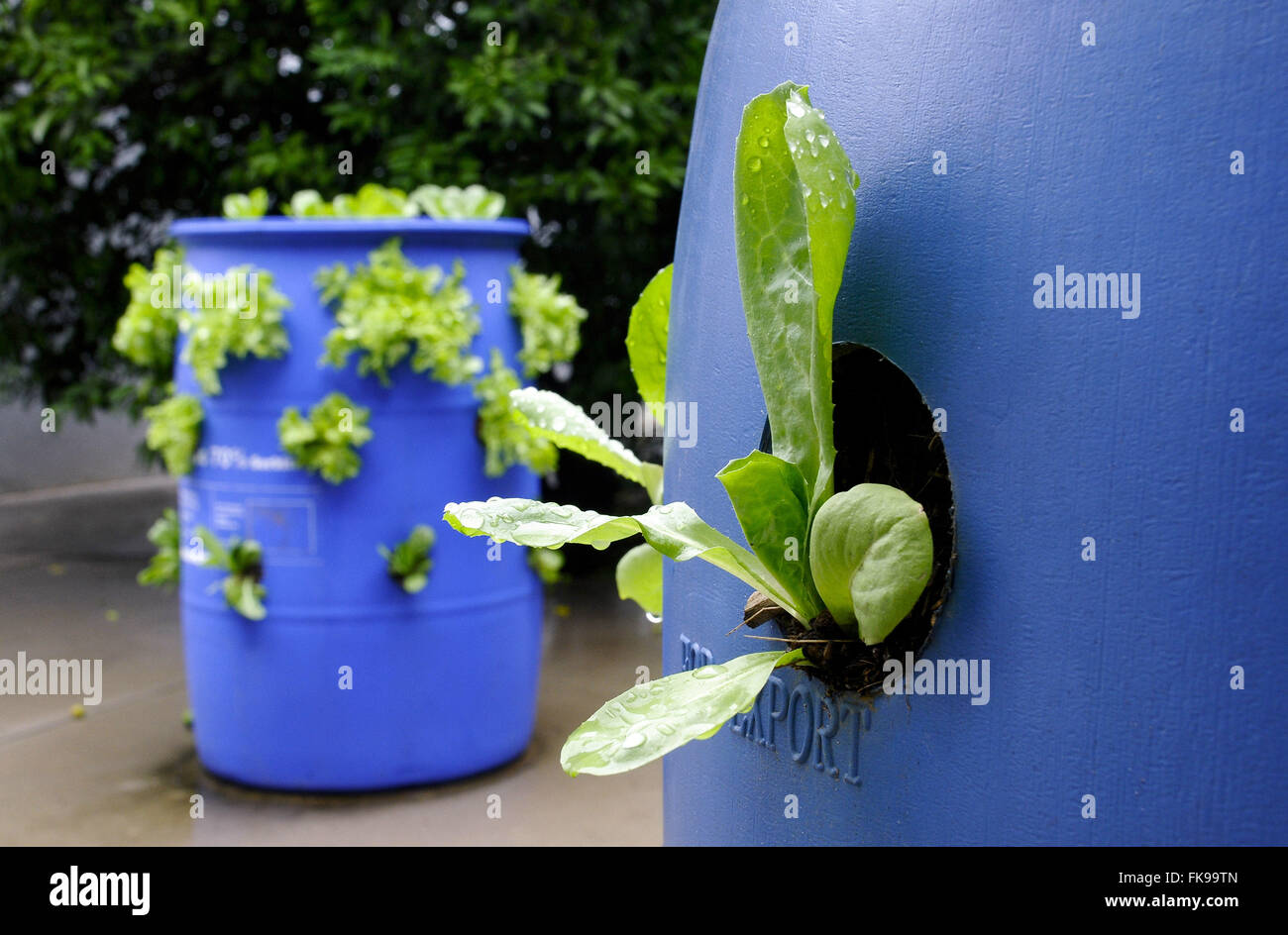 Growing vegetables in plastic drum home garden Stock Photo Alamy