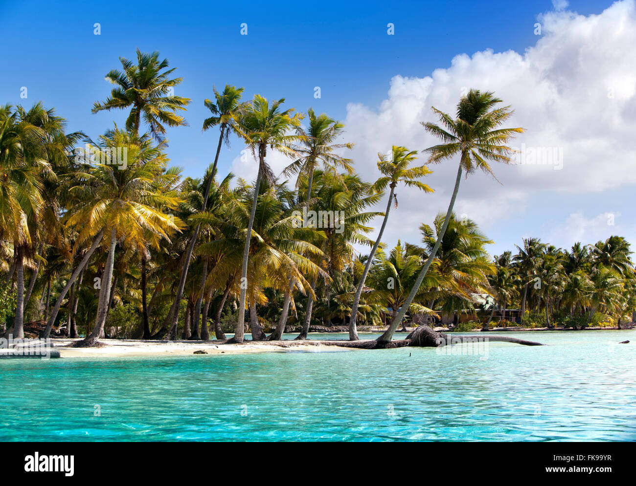 Isla Top - Palm Trees