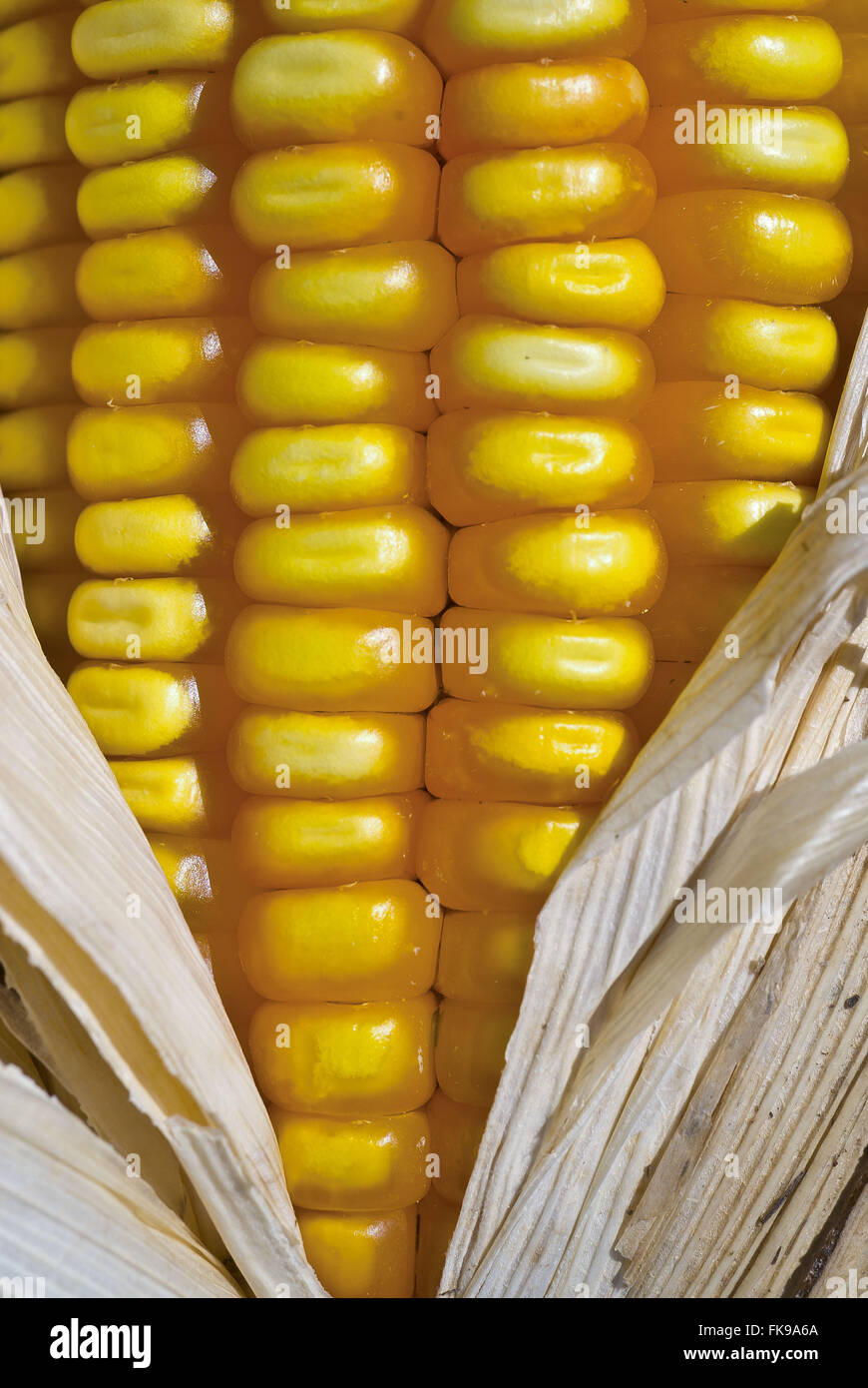 Detail of corn cob Stock Photo Alamy