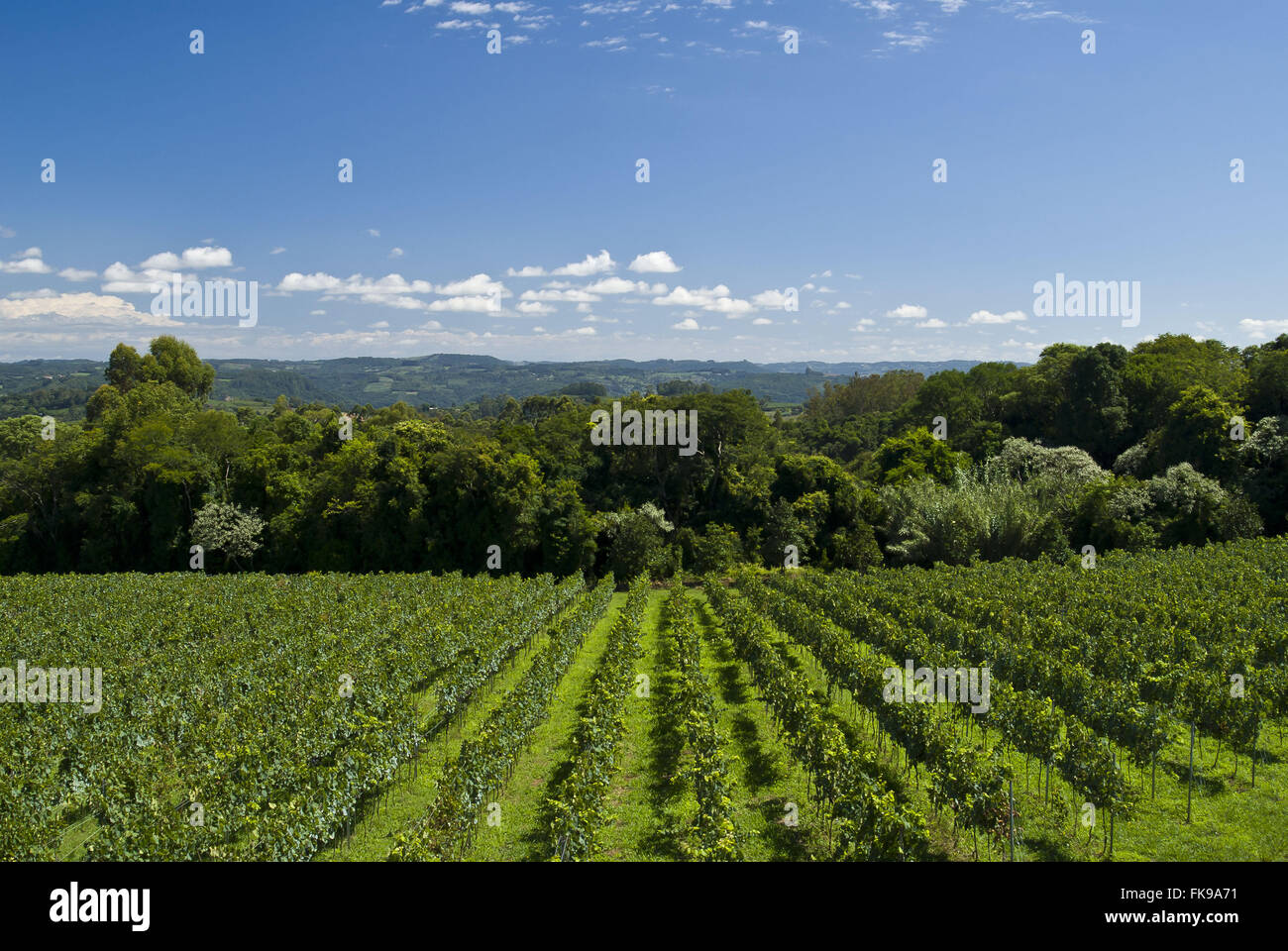 Plantation of grape Pinot Noir winery for industry Stock Photo