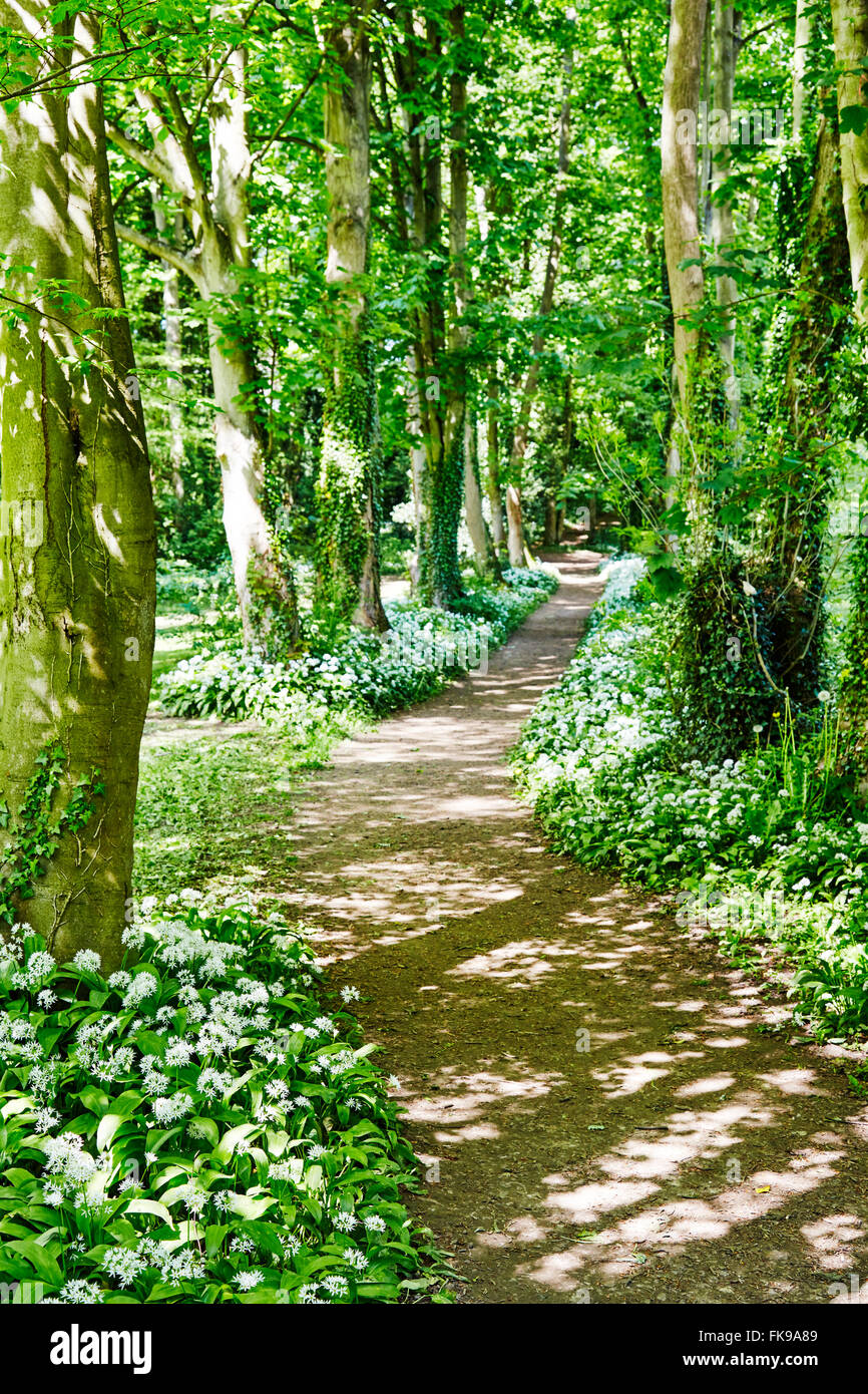 woodland path with wild garlic plants in flower in Boston Spa, West Yorkshire, England, UK. Stock Photo
