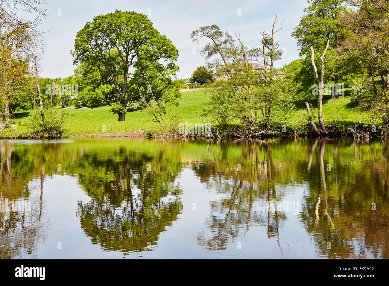 Trees reflected in the water of the River Wharfe at Boston Spa, West Yorkshire, England, UK. Stock Photo