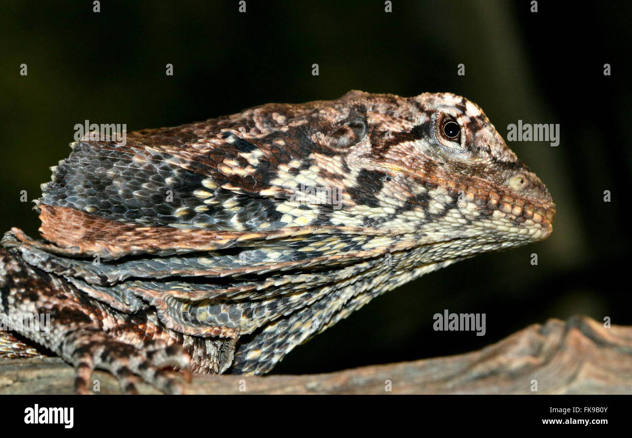 Australian Frilled-neck Lizard or Frilled Dragon (Chlamydosaurus kingii) Stock Photo