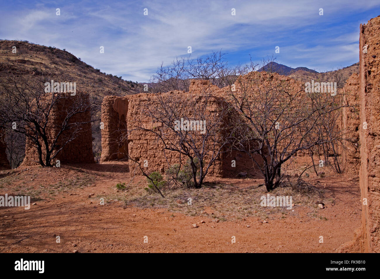 Alto Arizona, a ghost town interior of the adobe mud walls with scrub oak growing in the interior of the Bond home/postoffice. Stock Photo