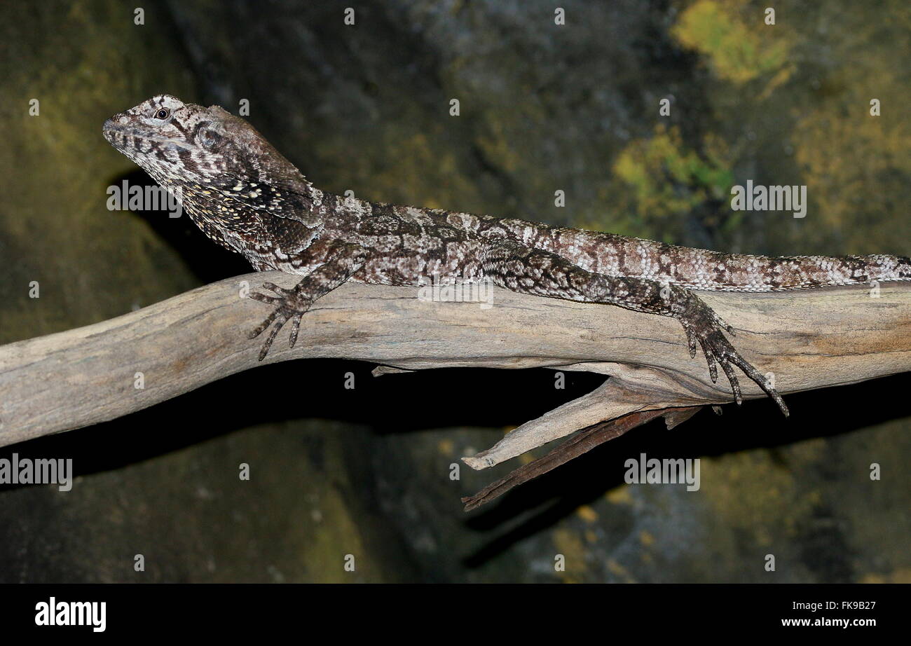 Australian Frilled-neck Lizard or Frilled Dragon (Chlamydosaurus kingii) Stock Photo