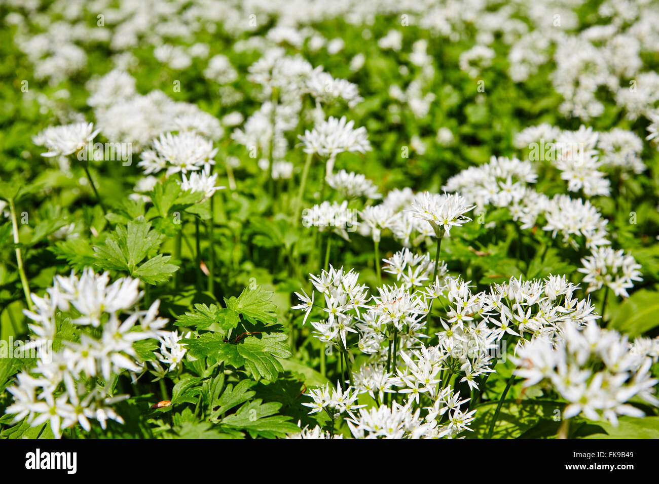 wild garlic plants in flower in Boston Spa, West Yorkshire, England, UK. Stock Photo