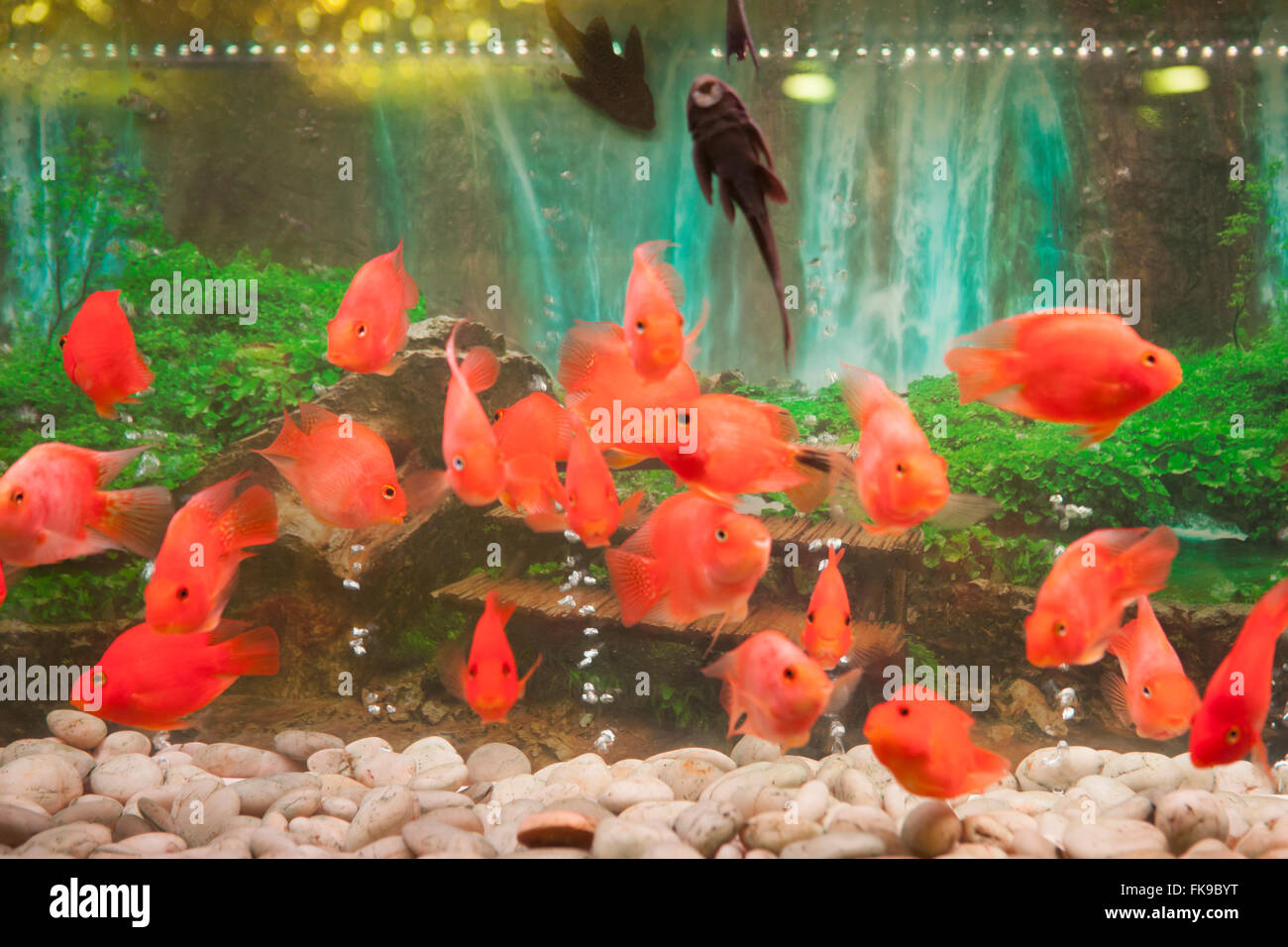 chinese freshwater aquarium fish