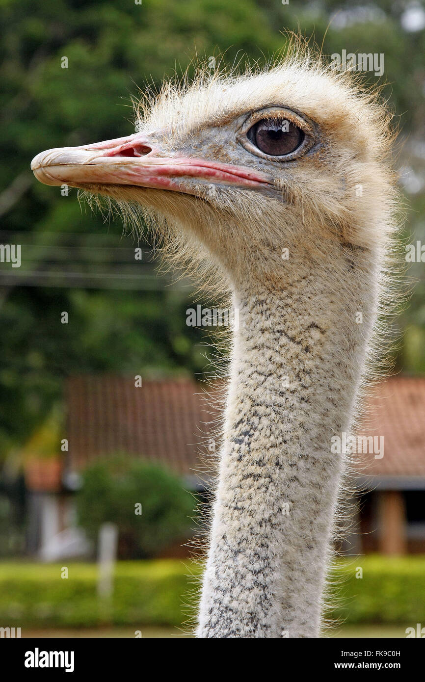 Ostrich farm in Sao Gabriel do Oeste - MS Stock Photo