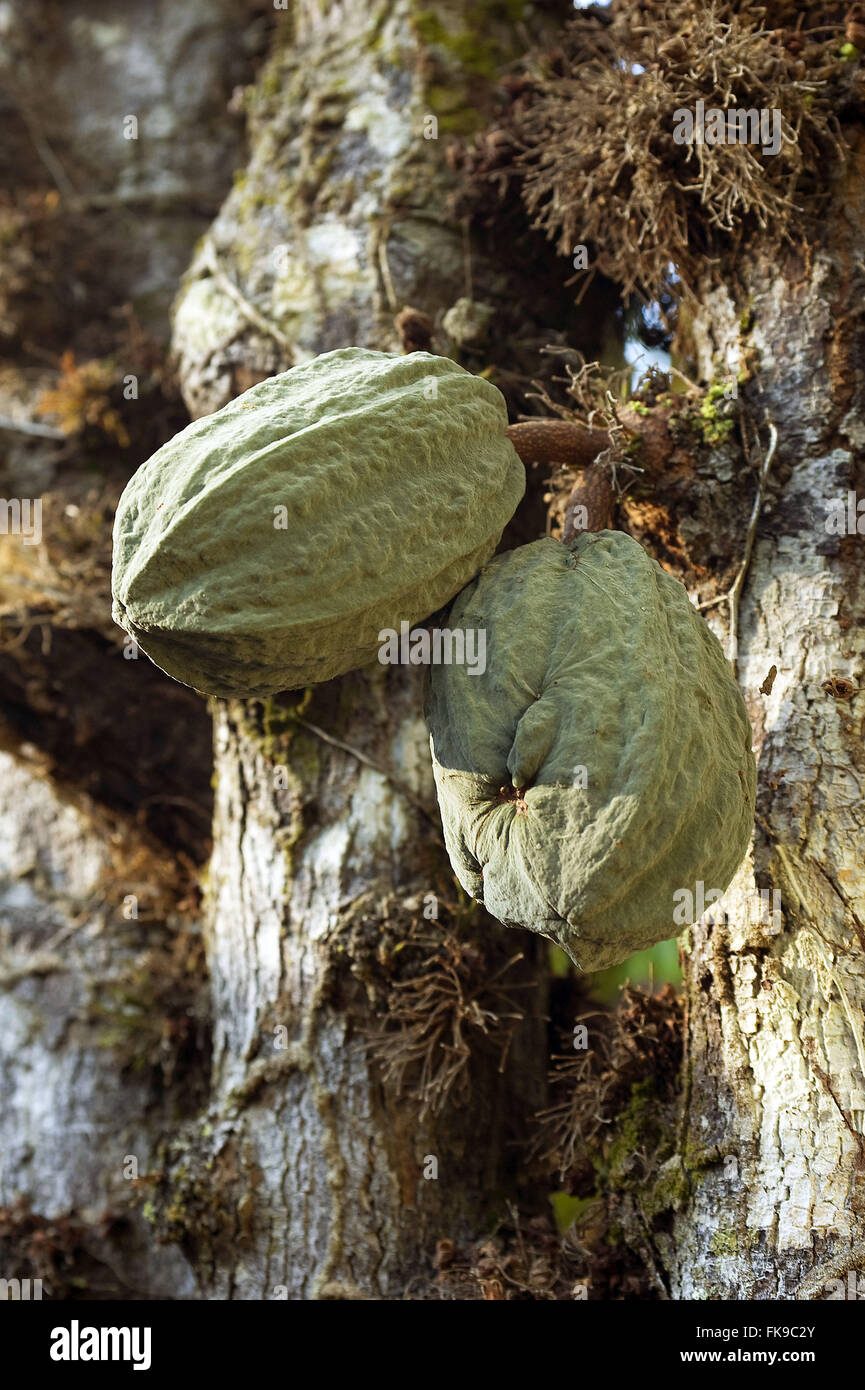 Cacaui also known as mad Cocoa - Theobroma speciosum Stock Photo