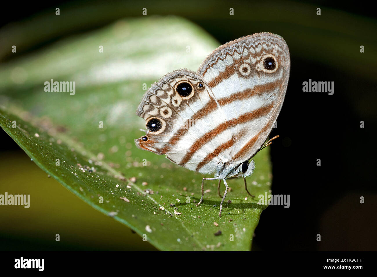 Amazonian butterfly perched on leaf Stock Photo