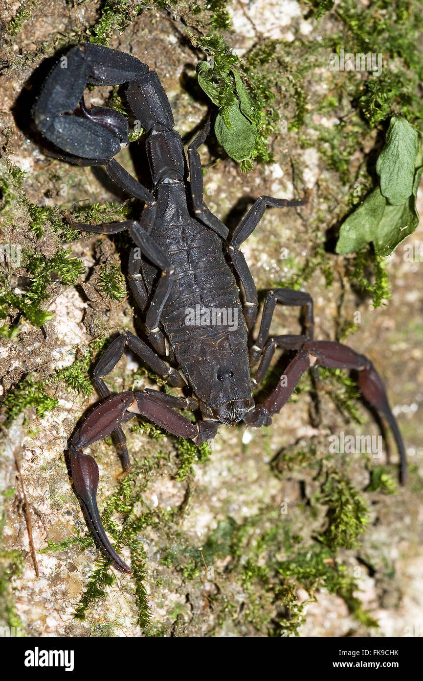 Brown scorpion - Tityus sp Stock Photo