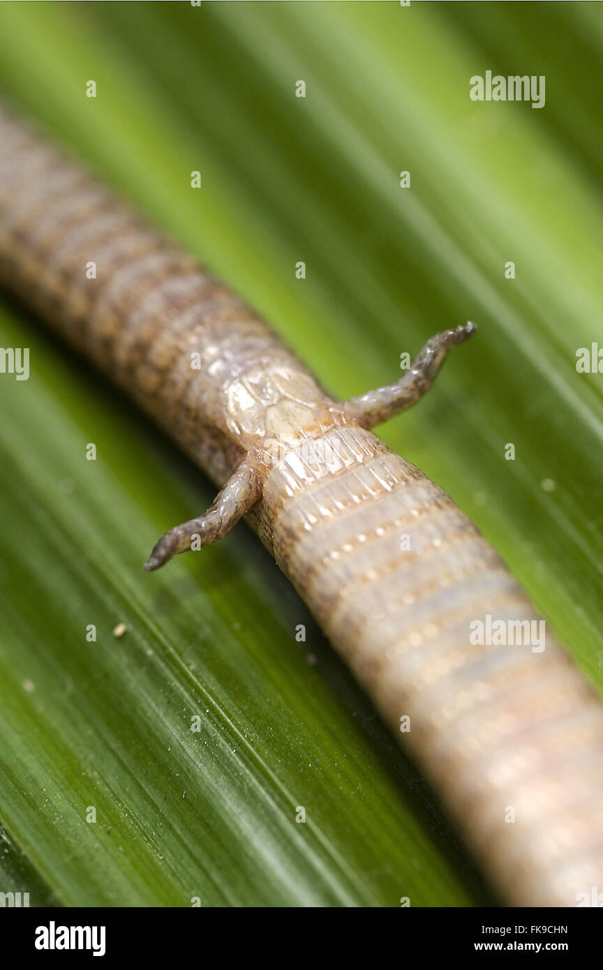 Legs nickname Lizard Bachia sp Stock Photo Alamy