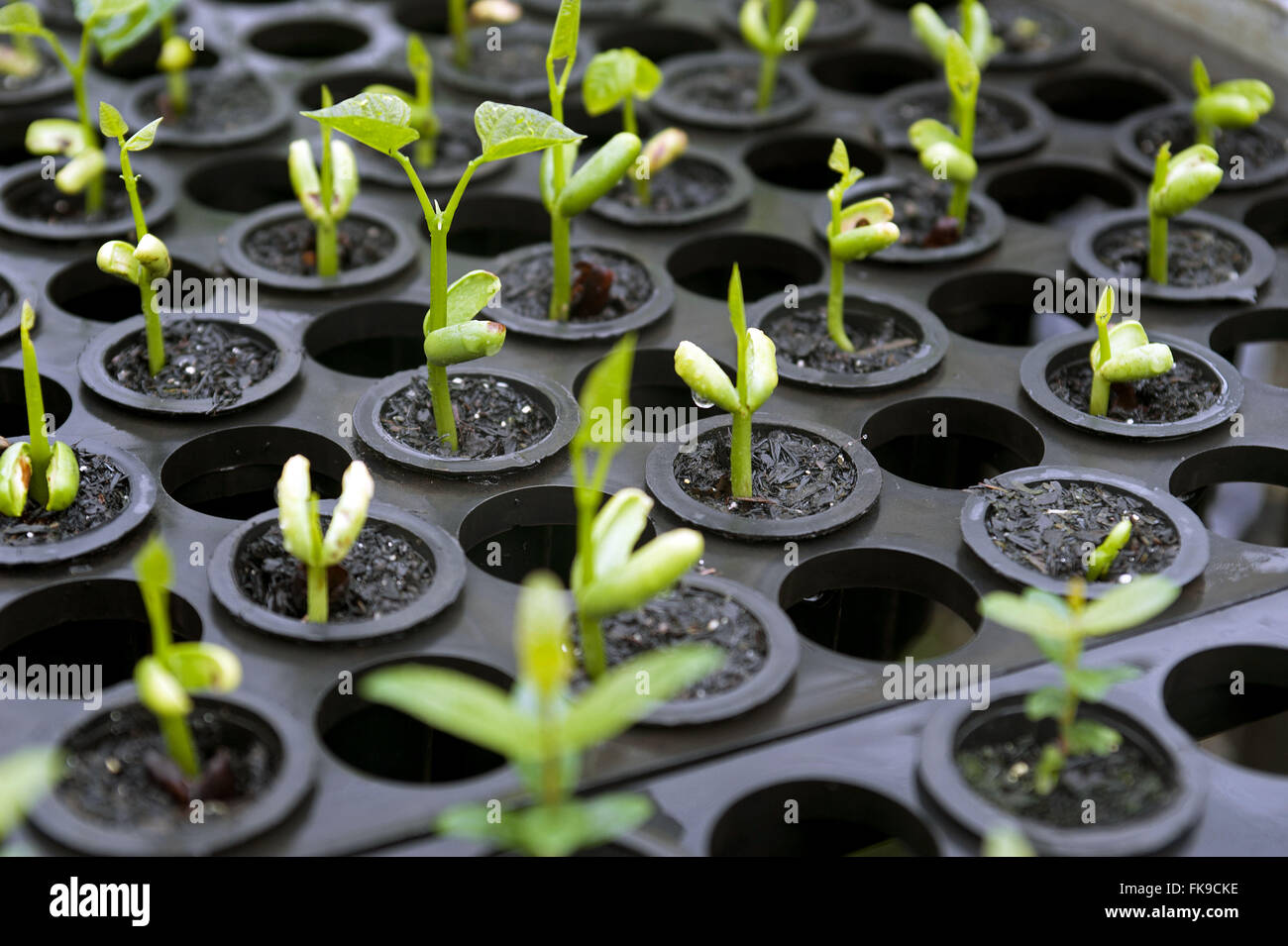 Nursery Seedlings Of Native Species For Reforestation Of Forest Alantica Stock Photo Alamy