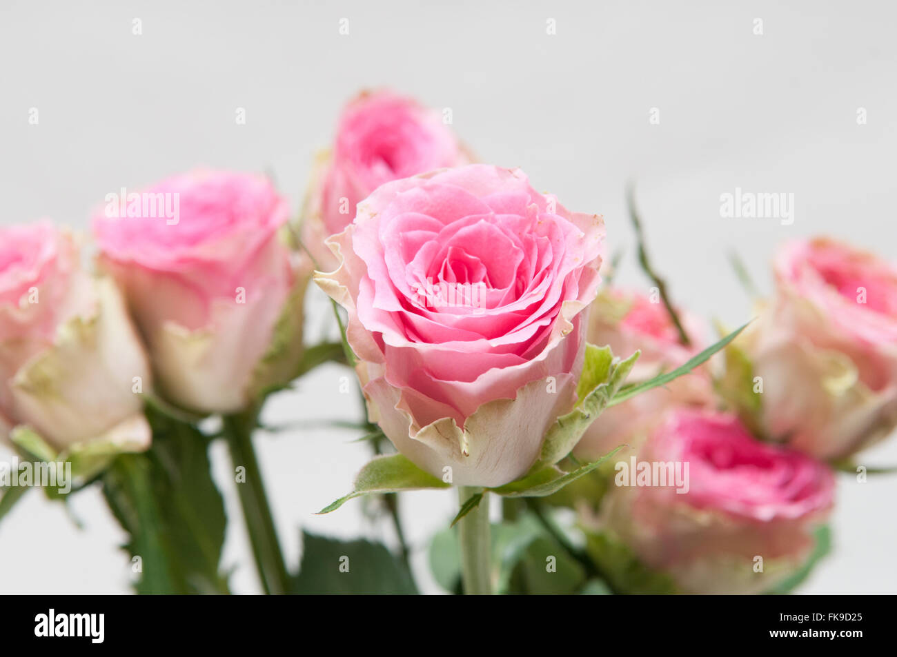 Arrangement of pink roses with opening petals on a bright white ...