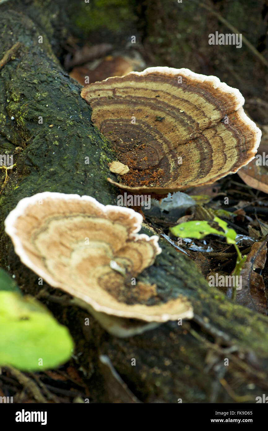 Tree Ear Fungus High Resolution Stock Photography and Images - Alamy
