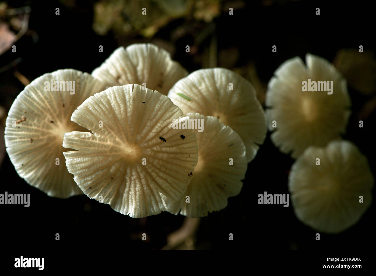 Fungi - fruiting bodies Stock Photo