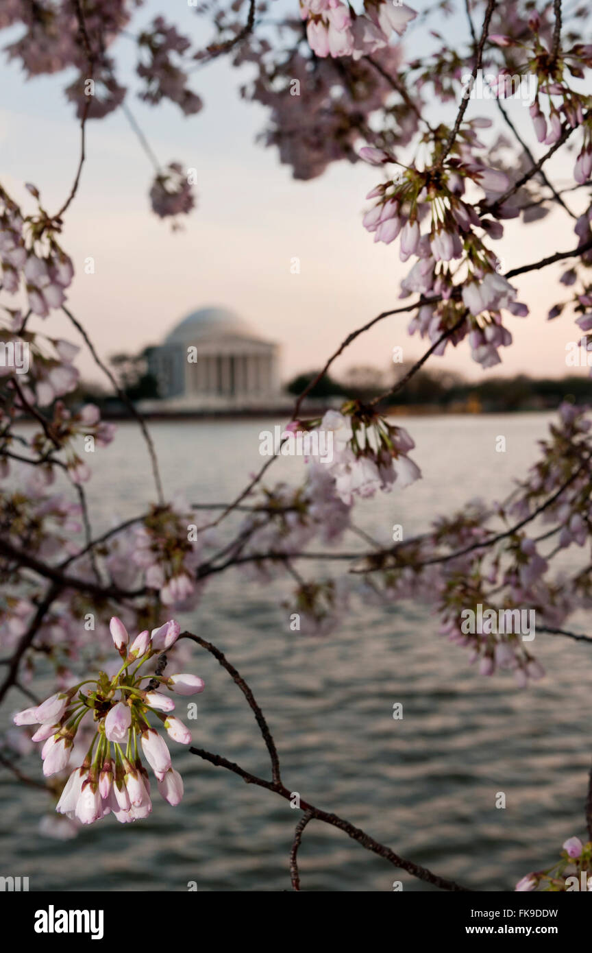 Jefferson Memorial at Sunset Washington DC Cherry Blossom festival Stock Photo