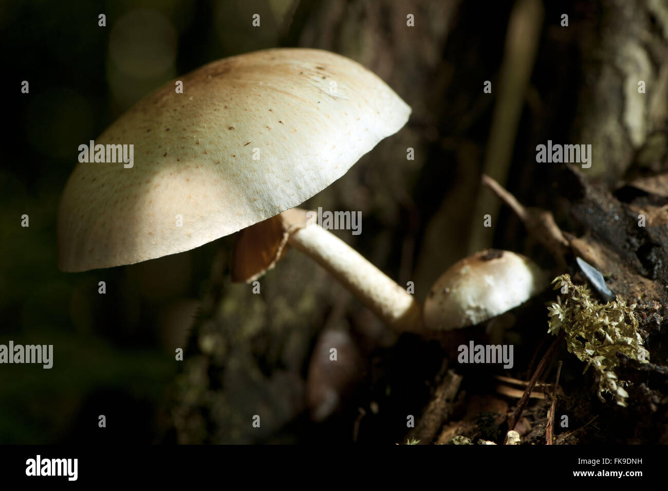 Fungus - fruiting body Stock Photo