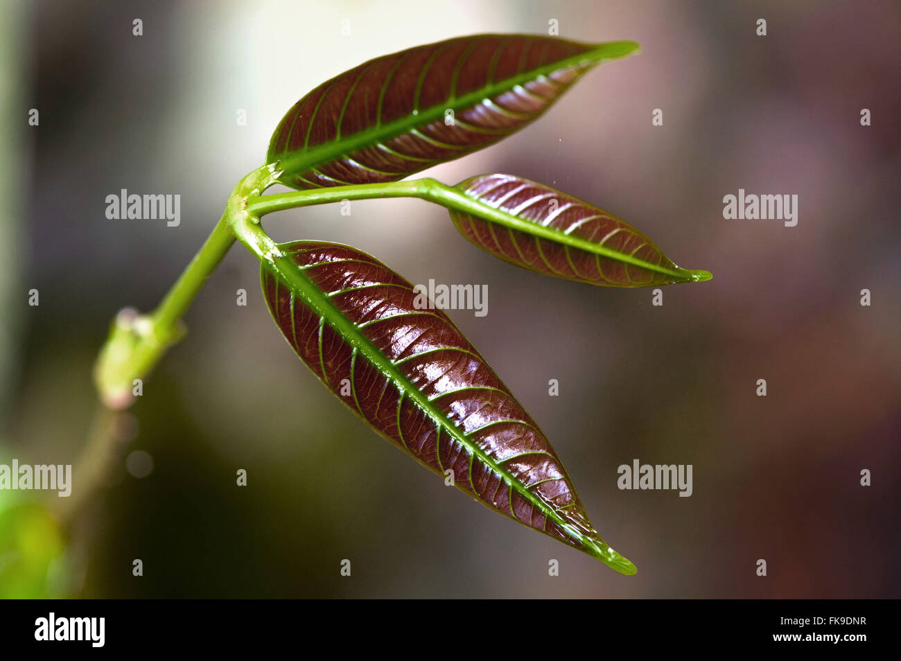 Detail of plant in the Amazon Stock Photo