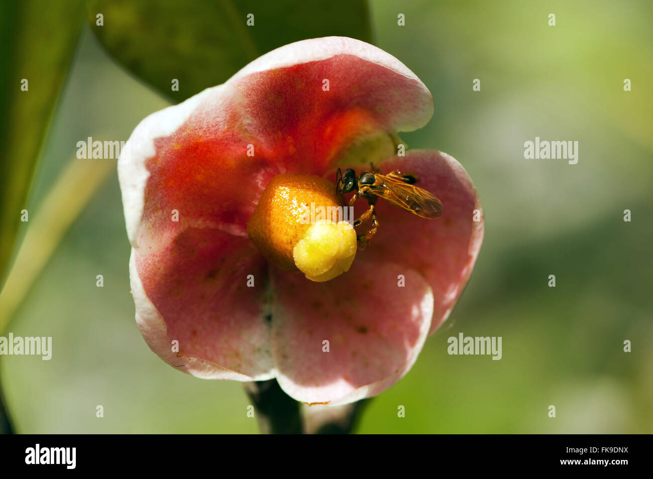 Clusia in Amazonia - Clusiaceae Stock Photo