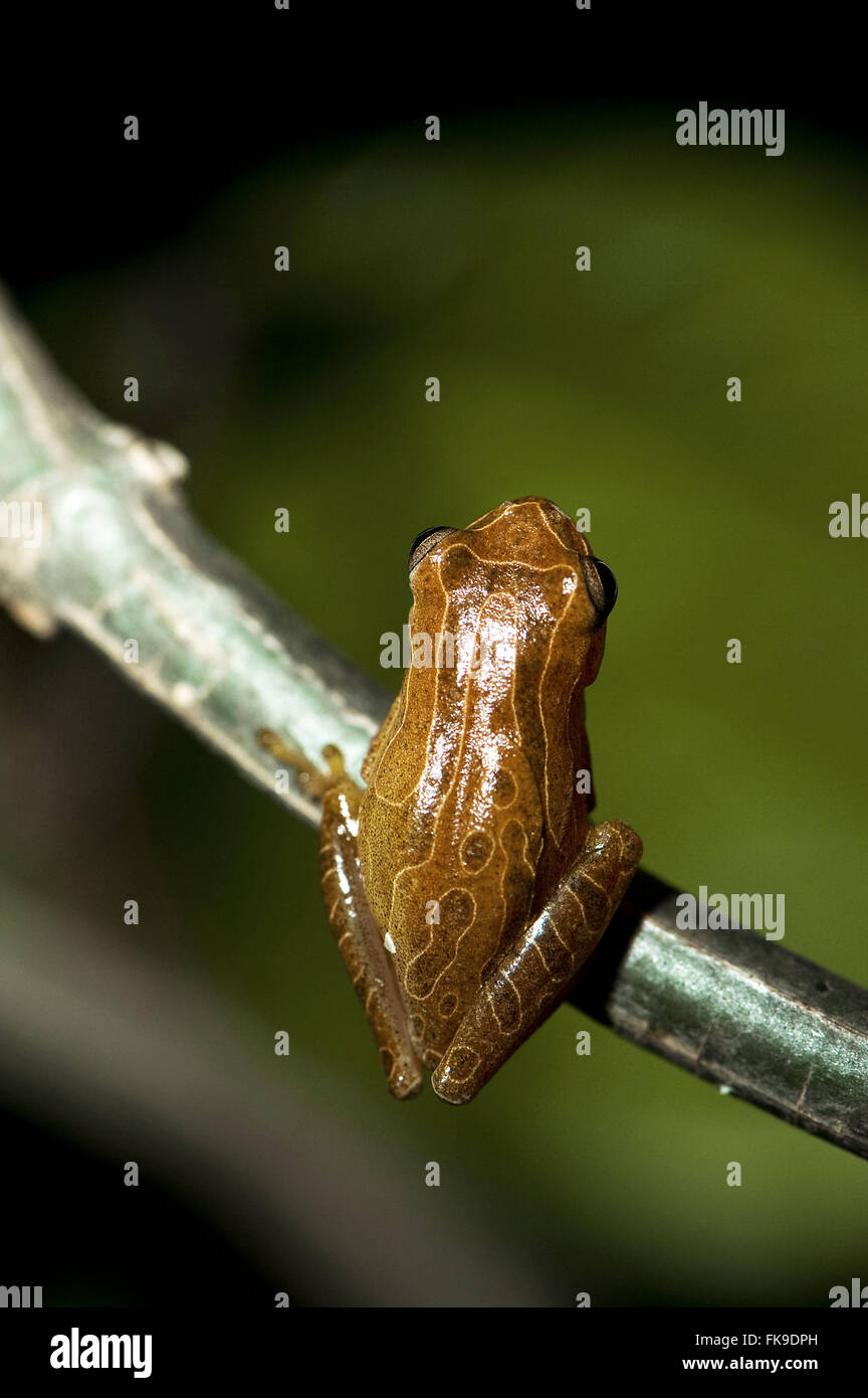 Frog with 4 inches long - Dendropsophus old minutus Hyla minuta Stock Photo