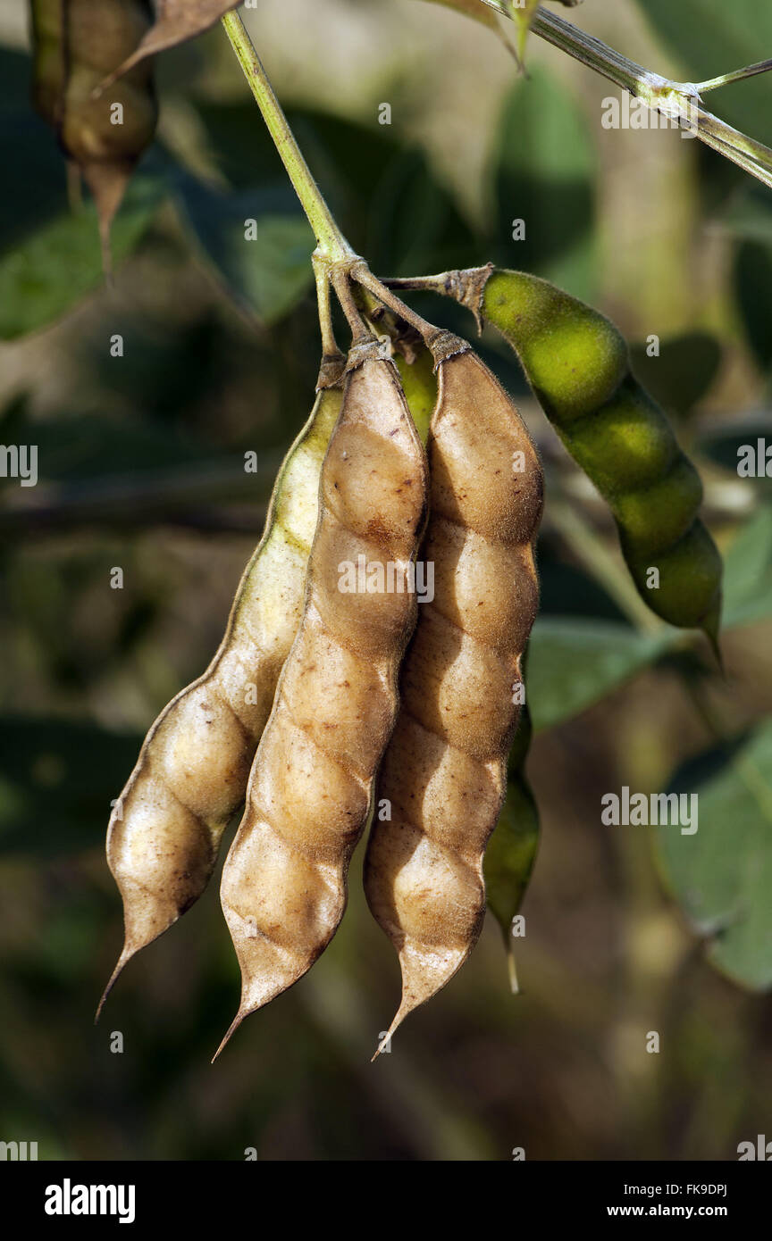 Detail of soybean - Glycine max - Sorocaba Stock Photo