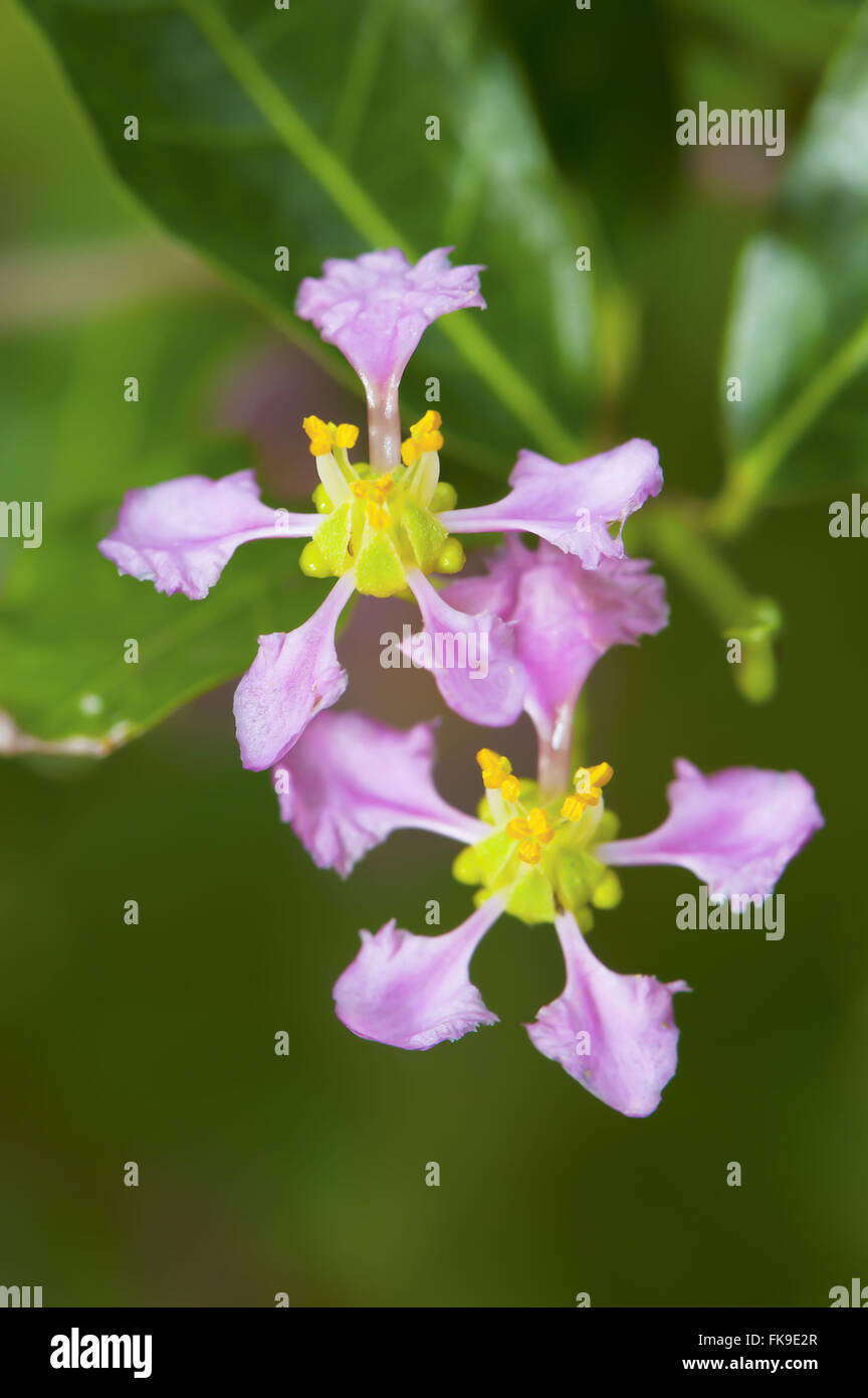 Detail of flowers acerola - Malpighia sp Stock Photo